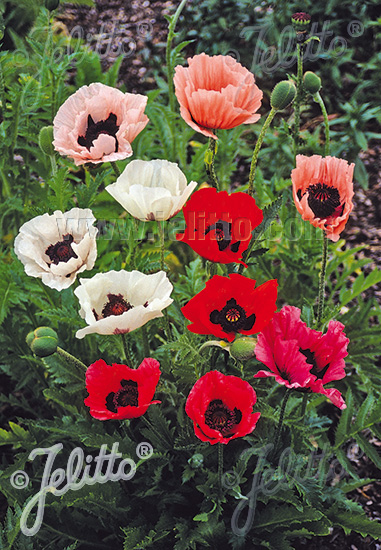 PAPAVER Orientale Hybr. Deluxe Mixture cca.50 semien